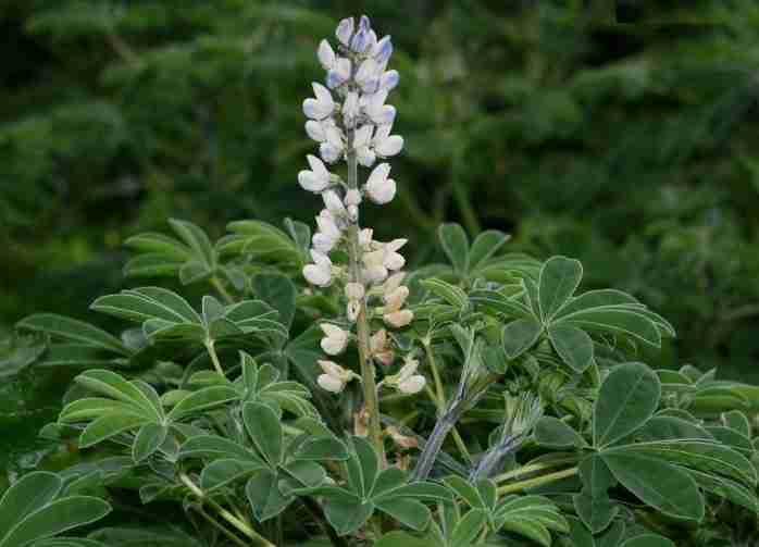 Lupini foglie e fiori