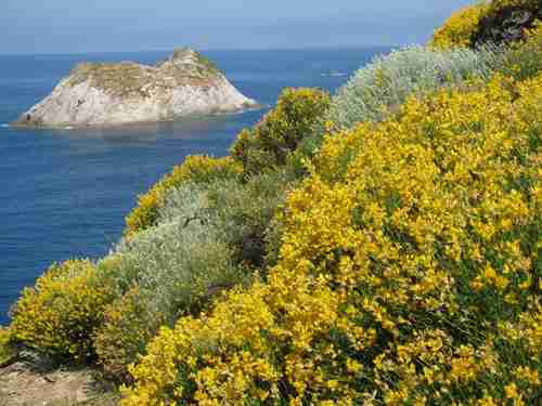 Macchia di ginestra a picco sulla costa