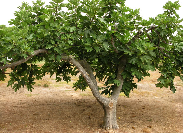 Potatura del fico forma globosa