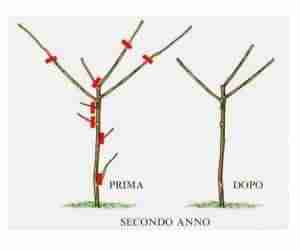 Potatura di allevamento del fico secondo anno