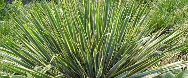 La yucca. Le proprietà, le diverse specie e i metodi di coltivazione La yucca. Le proprietà, le diverse specie e i metodi di coltivazione
