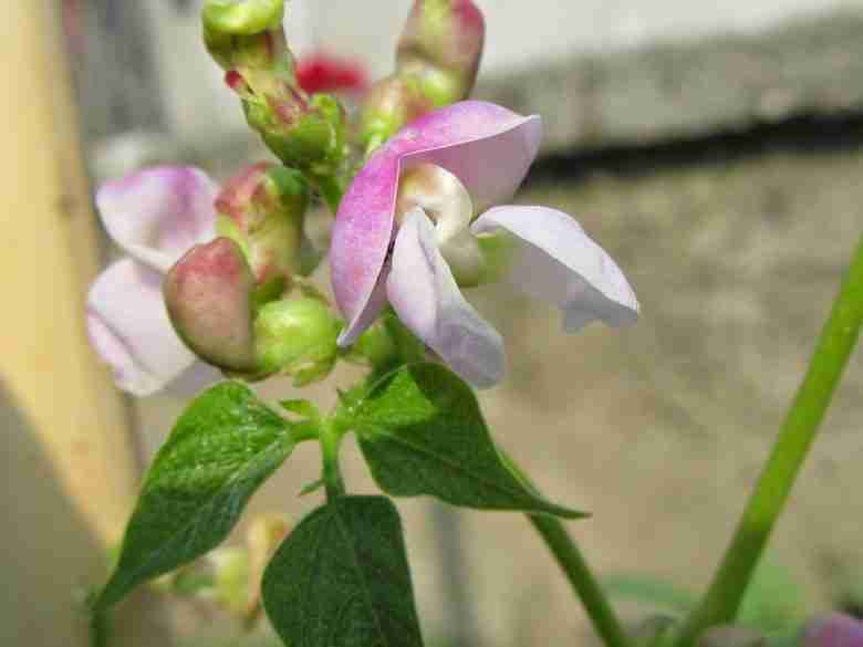 Fiore di fagiolo