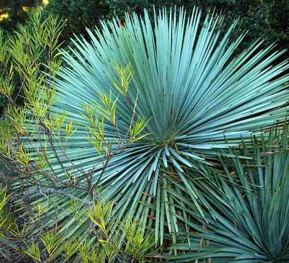 Yucca