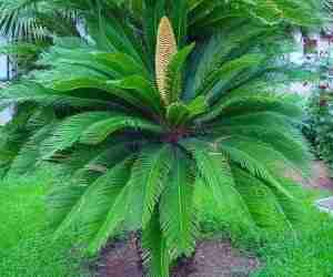 Cycas