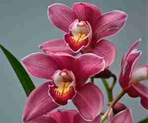 Orchidee