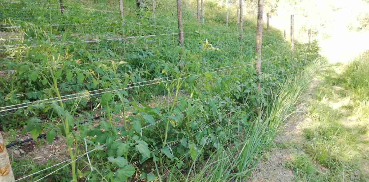 Lacci Per Legare I Pomodori 2 Pezzi 100 M Filo Per Legare Pomodori, Filo Verde Per Legare Piante, Filo Per Legatura Verde, Traliccio In Filo Per Piante Con Divisori E Taglierini Spago