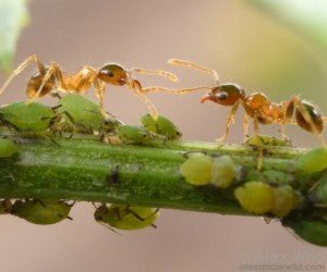 Come Eliminare Le Formiche Dalle Piante Coltivazione Biologica
