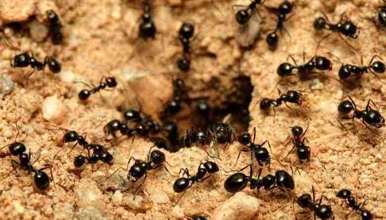 Formiche entrano nel formicaio
