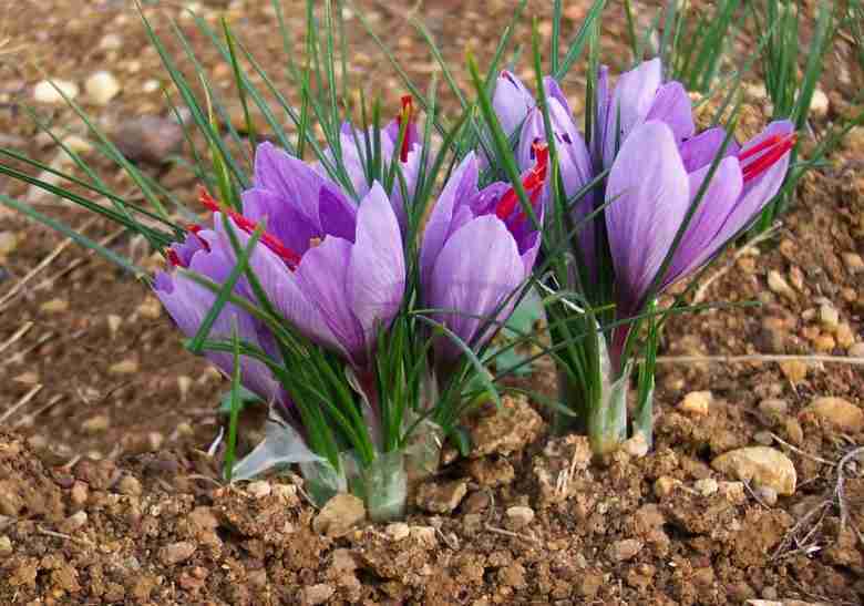 Zafferano Crocus sativus