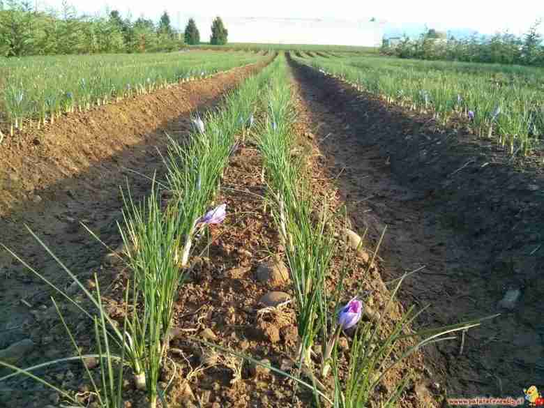 Zafferano in aiuola a 2 file