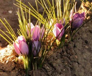 Come Coltivare Lo Zafferano Il Famoso Oro Rosso