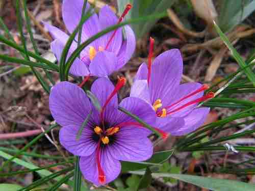 Fiore di zafferano