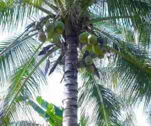 Palma di cocco