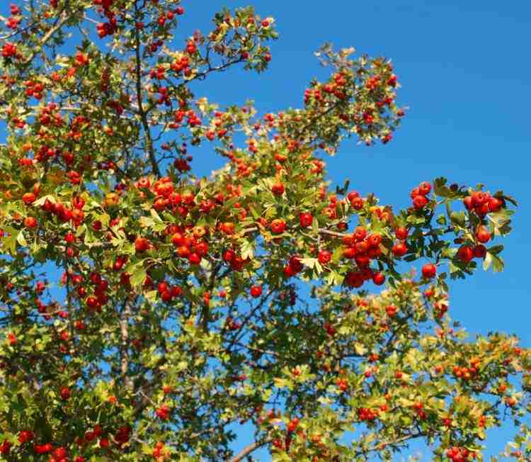 Azzeruole mature