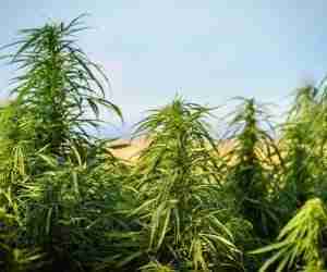 Cannabis