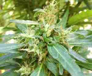 Fiore-di-cannabis-sativa