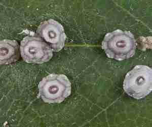 Cocciniglia del fico femmina adulta