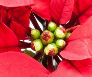 Stella Di Natale Quando Fiorisce.Stella Di Natale Come Coltivarla E Curarla Dopo Le Feste Coltivazione Biologica