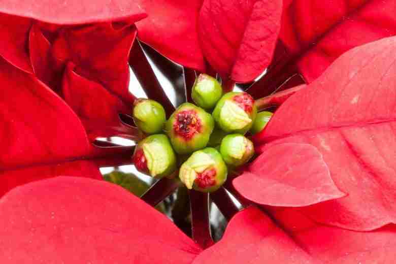 Fiore della Stalla di Natale