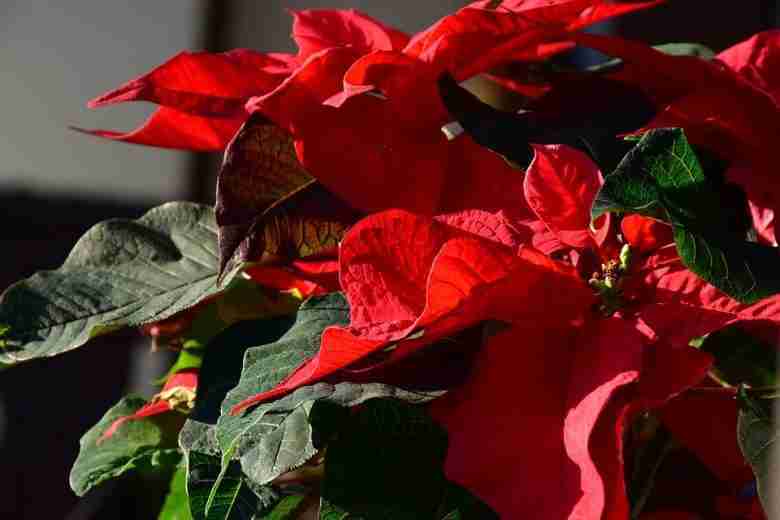 Foglie della Stella di Natale
