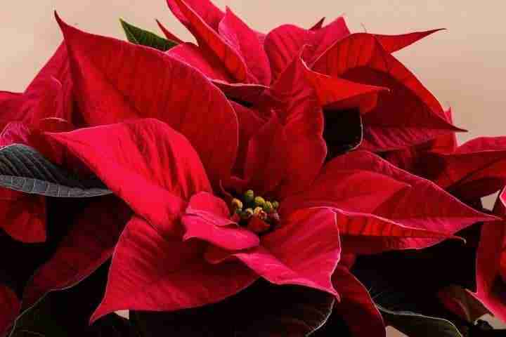 Stella Di Natale Terreno.Stella Di Natale Come Coltivarla E Curarla Dopo Le Feste Coltivazione Biologica