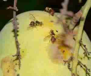 Attacco della mosca orientale della frutta