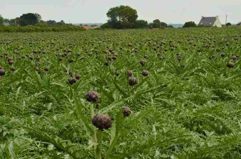Campo di carciofi