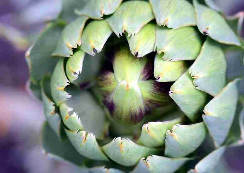Carciofo
