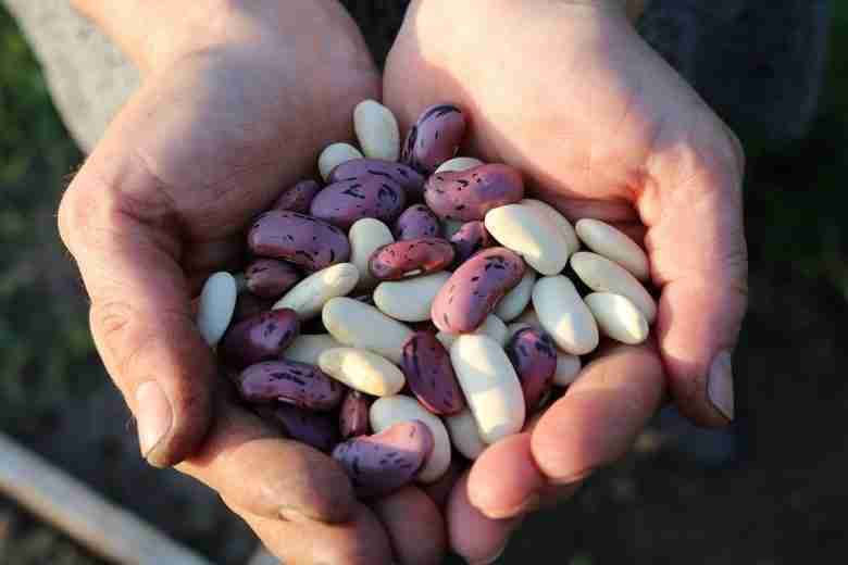 Fagioli