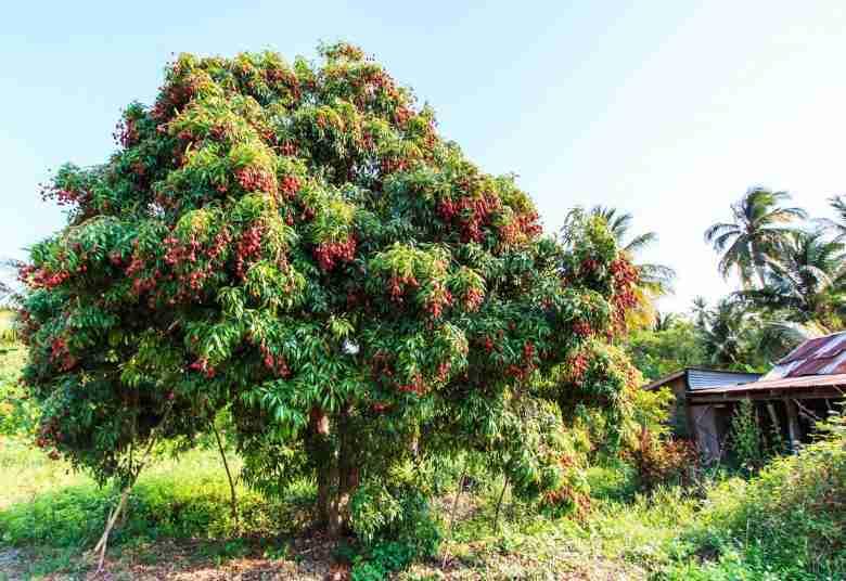 Albero di Litchi