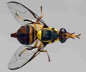 Mosca orientale della frutta