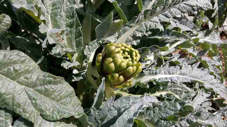 Piante di carciofi