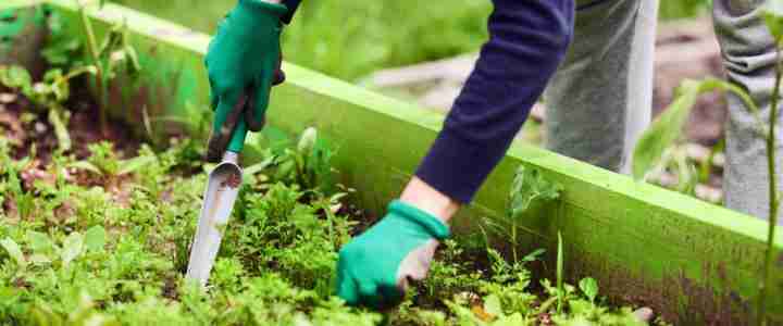 La sarchiatura nell’orto domestico Sarchiatura