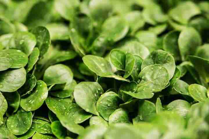 Valerianella