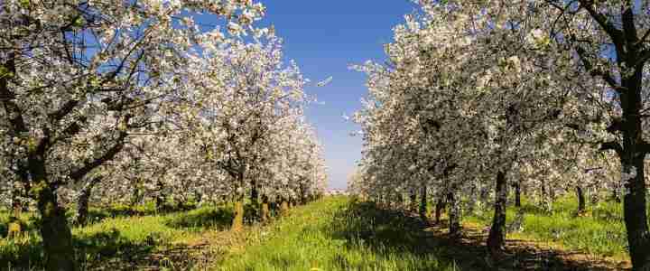 L’albero di mele, coltivazione biologica e caratteristiche botaniche Albero di mele