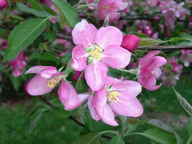 Fiori del melo