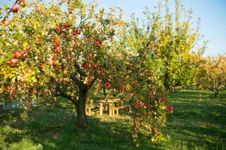 albero di mele