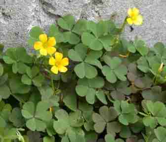 Acetosella oxalis corniculata