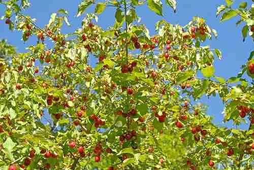 Albero di corniole