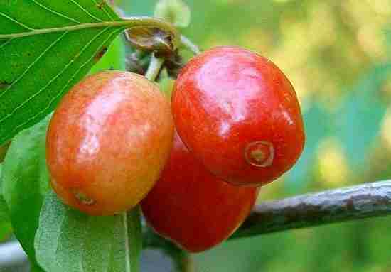 Frutti del corniolo