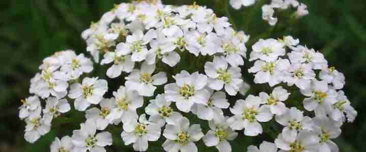 Achillea millefoglie. ProprietĆ e utilizzi Achillea millefoglie. ProprietĆ e utilizzi