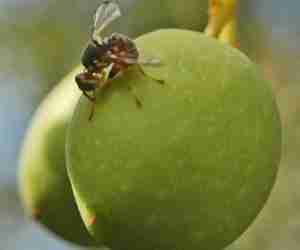 Danni della mosca olearia sulle olive