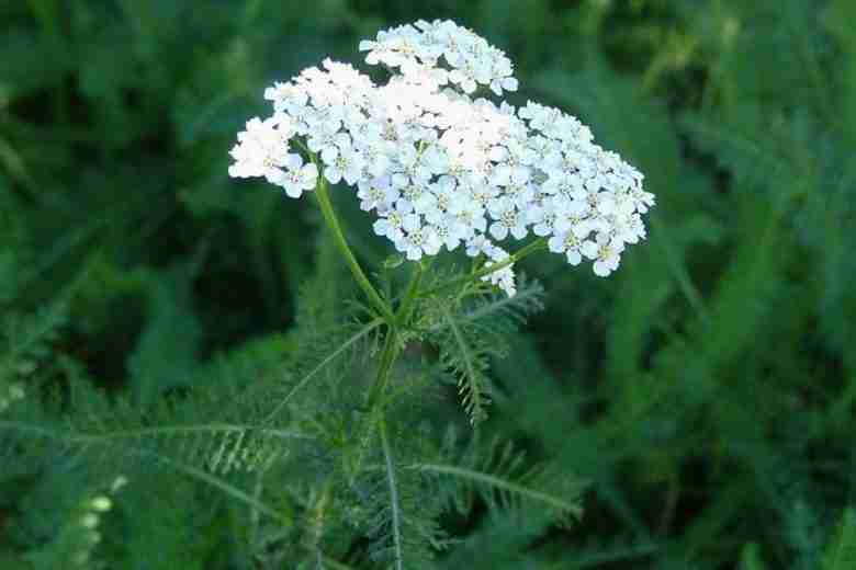 Fiori di achillea