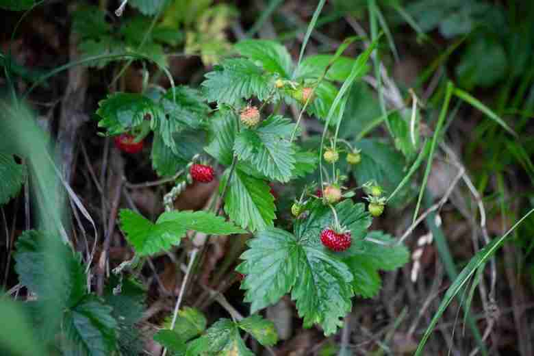 Fragole selvatiche