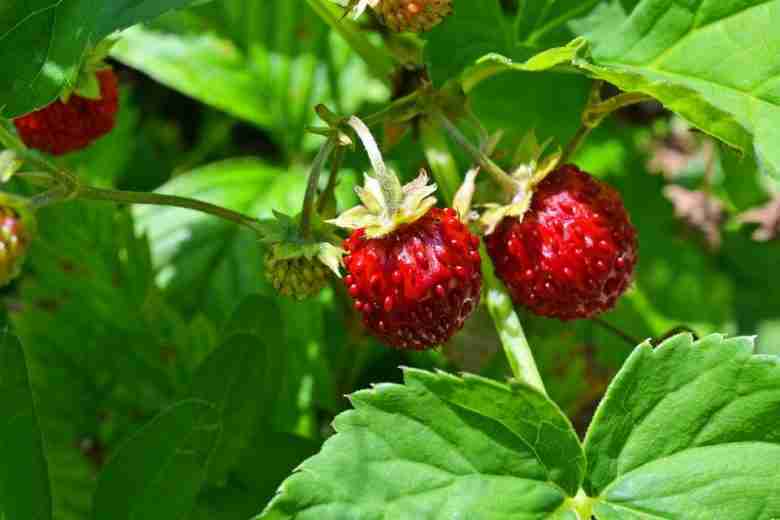 Fragoline di bosco