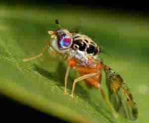 Mosca adulta
