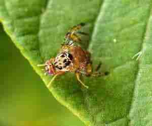 Mosca della frutta