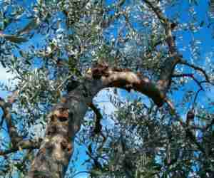 Rogna dell'olivo sul tronco