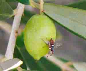 mosca olearia