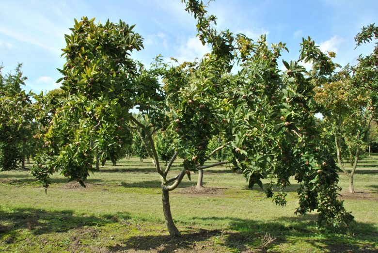 Albero di nespole